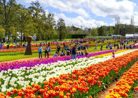 Kashmir Tulip Festival Tour