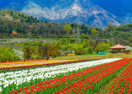 Tulip beds below the Zabarwan hills in Srinagar